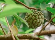 Banyak yang Tak Suka, Ini Segudang Manfaat Buah Srikaya 8 Banyak yang Tak Suka, Ini Segudang Manfaat Buah Srikaya
