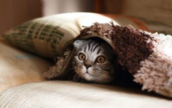 Arti Kucing Masuk Rumah