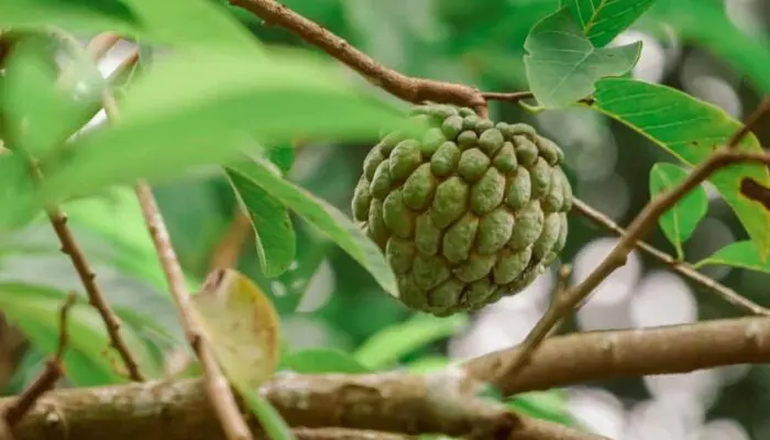Banyak yang Tak Suka, Ini Segudang Manfaat Buah Srikaya