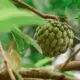 Manfaat Buah Srikaya